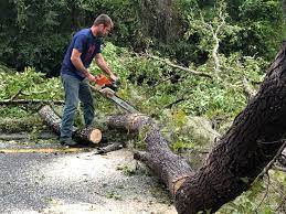 Reliable Center, CO  Tree Services Solutions