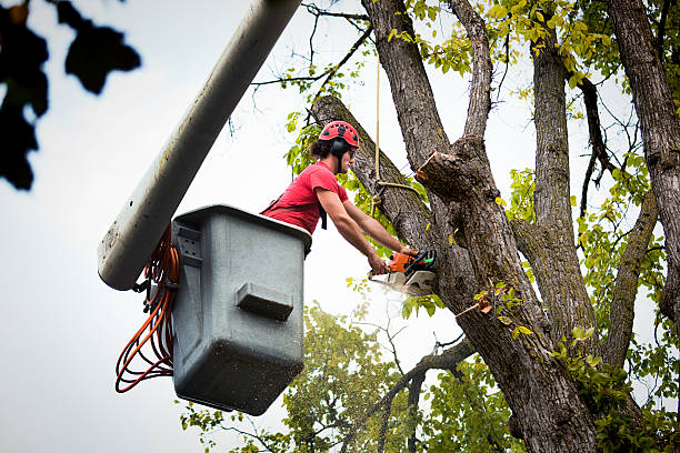 Best Tree Health Inspection  in Center, CO