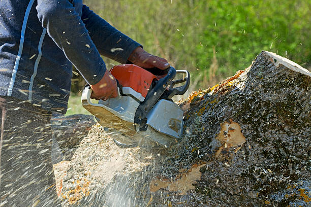 Best Seasonal Cleanup (Spring/Fall)  in Center, CO